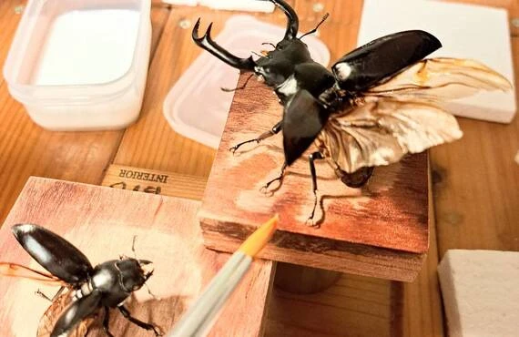 昆虫標本オーダー専門店 一点ものに拘る職人技；苔丸インテリア