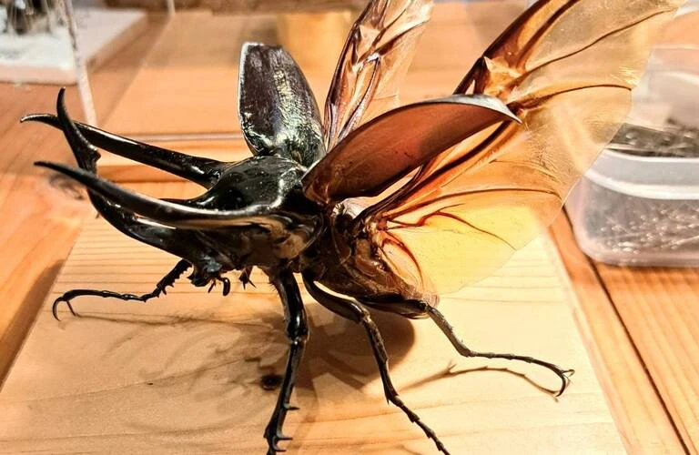 コオカサスオオカブトムシ標本 GIANT 3HORN RHINO 【公式通販】