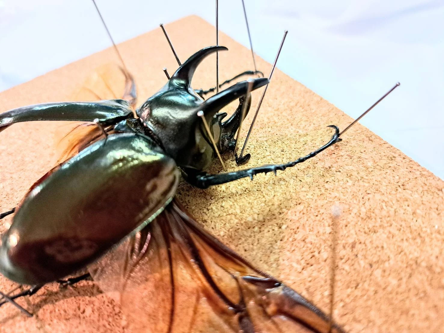 昆虫標本 【公式通販】