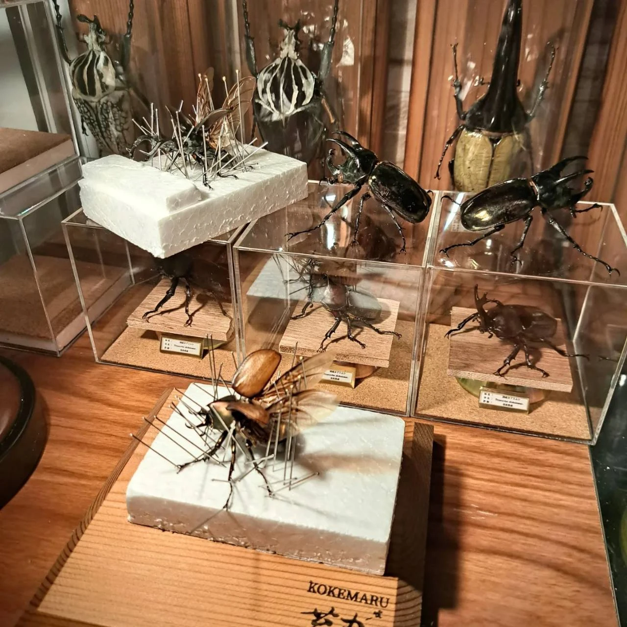 クワガタ標本 8体セット 展示ケース付きクワガタ標本7 体セット 専用