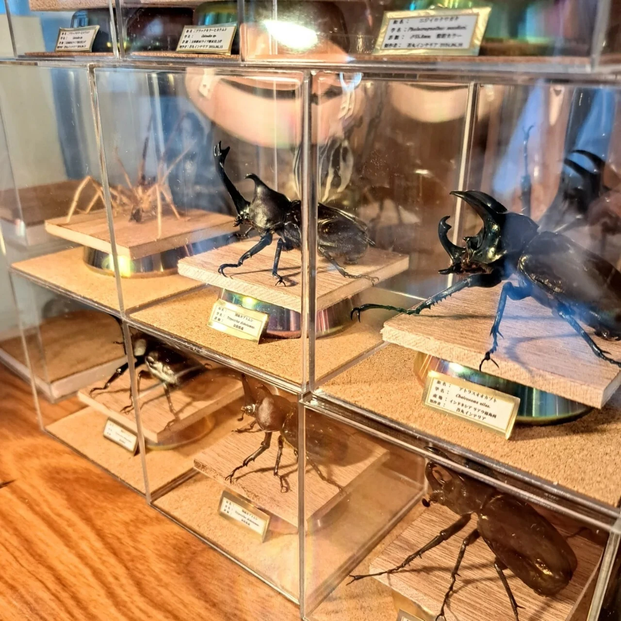 美しい蝶の標本 透明ケース入り 蝶の標本 ガラスケース入り <0315z標本> 昆虫美をデザインする