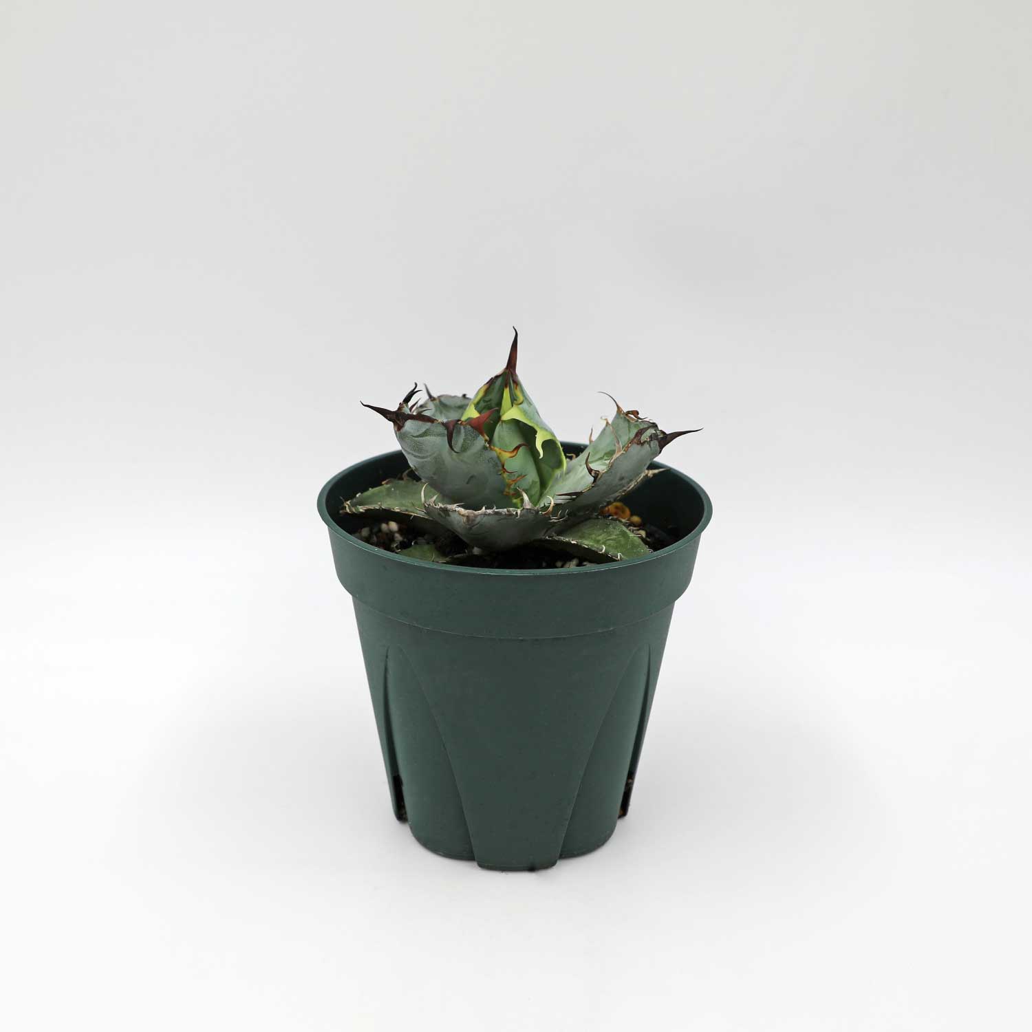 アガベ チタノタ ブラックアンドブルー Agave titanota Black & Blue