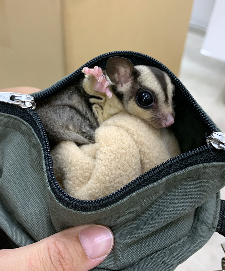 691】モモンガポーチ・2段ハンモック・3段ハンモック 691】モモンガ