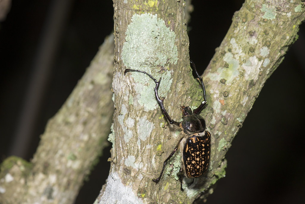 標本 Cheirotonus formosanus pair 46-55mm 標本 Cheirotonus