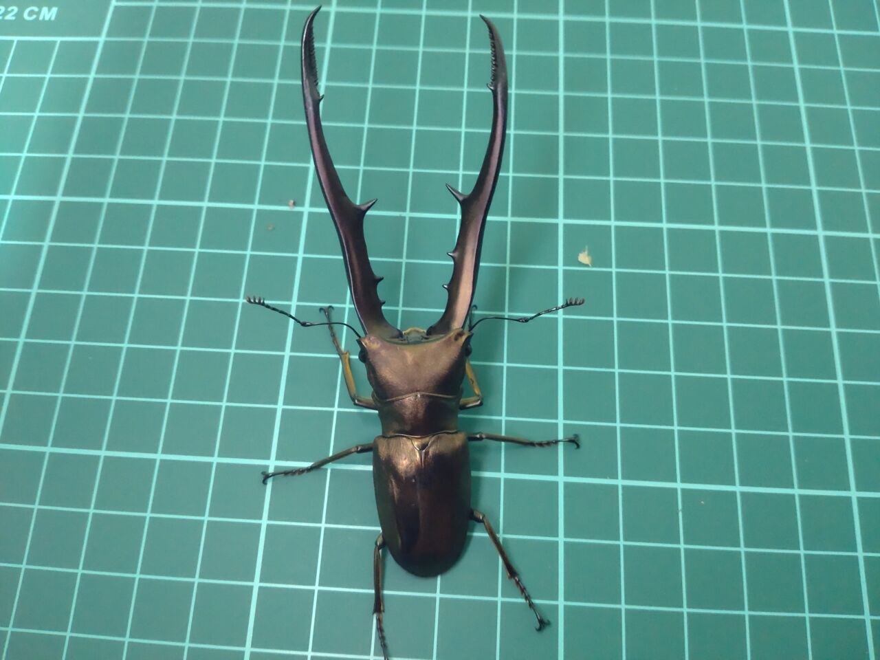 特大メタリフェルホソアカクワガタペレン島
