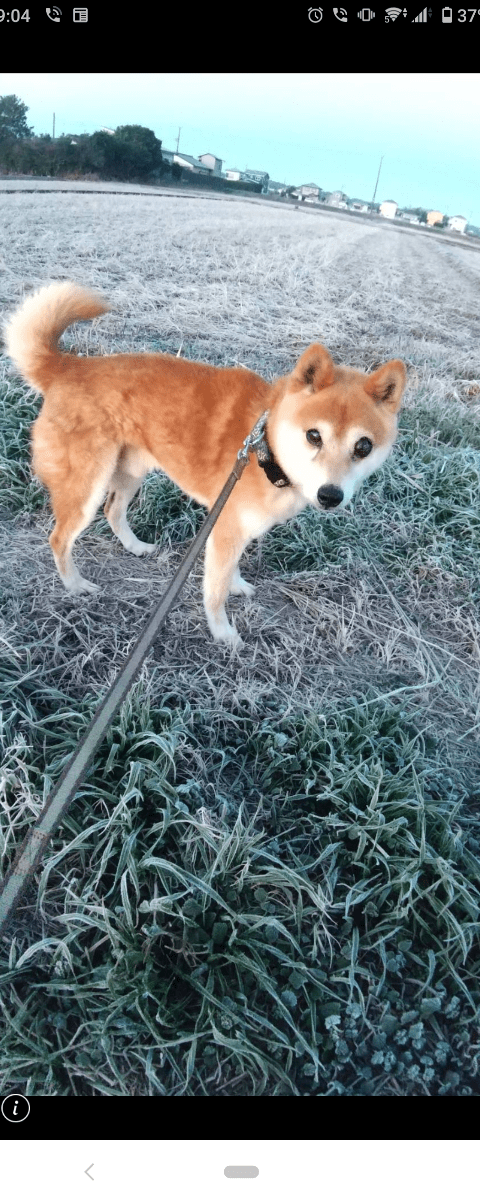 Natural Monuments 柴犬 SP0003 INVASION 希少 Natural Monuments 柴犬