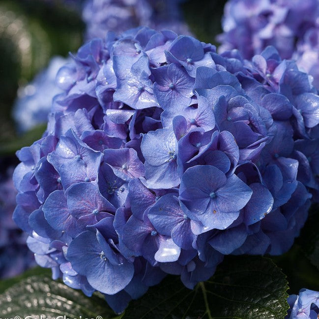 Let's Dance™ Blue Jangles Hydrangea - 3 gallon container – Lots of