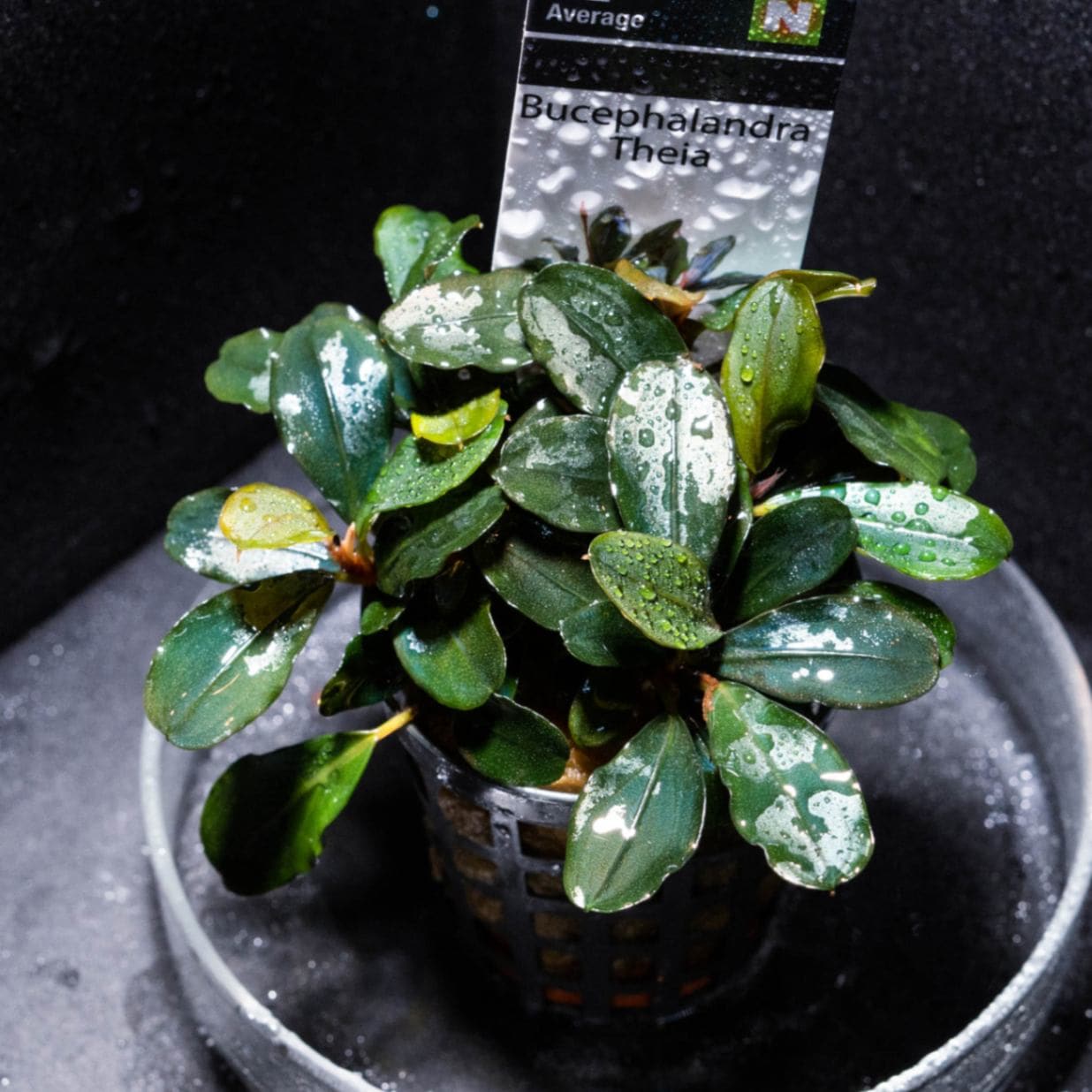 ブセファランドラ・Bucephalandra希少種群生美株セット1セット限定