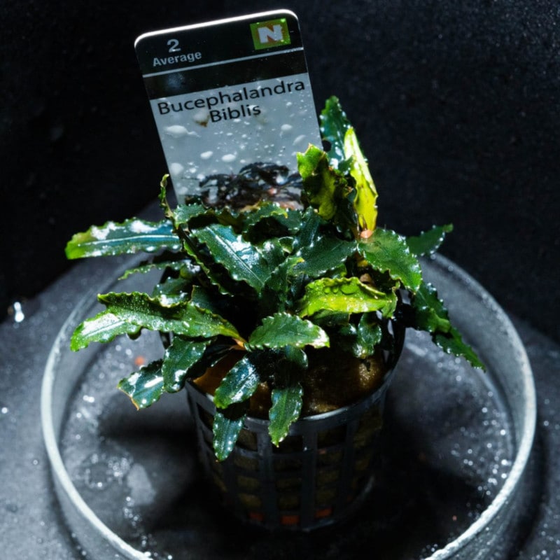ブセファランドラsp.グリーンウェービー 班入り(無農薬)(水上葉)(イン