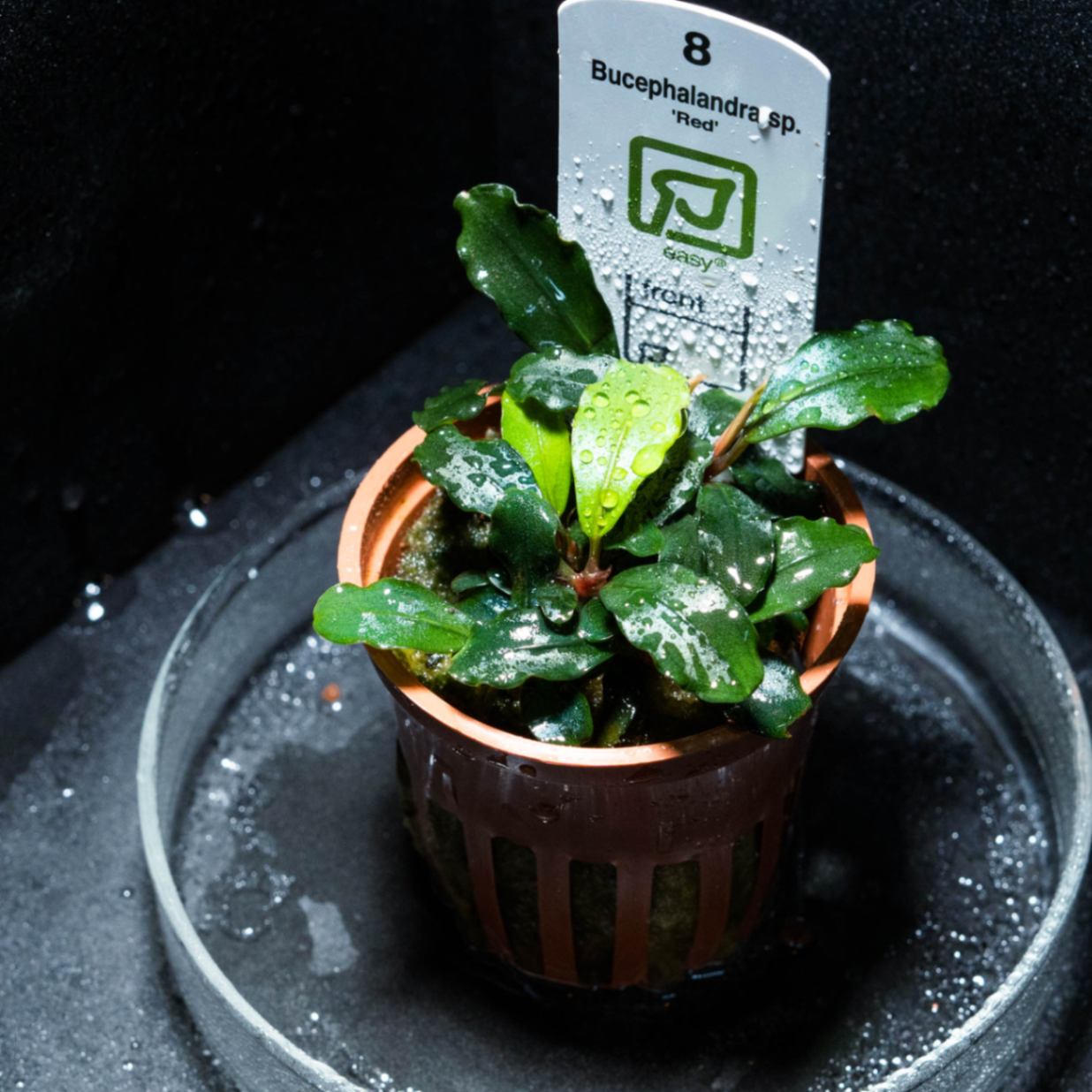Bucephalandra sp.Red l 水の国 Bucephalandra sp. red l【水の国