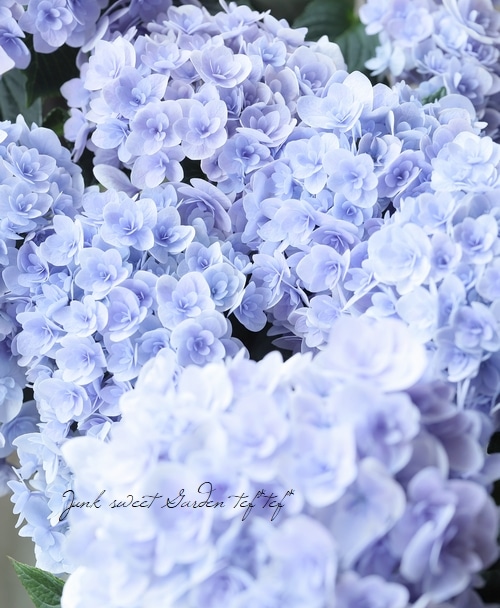 紫陽花 『月影-ゲツエイ-』 ブルー | すべての商品 | | Junk sweet