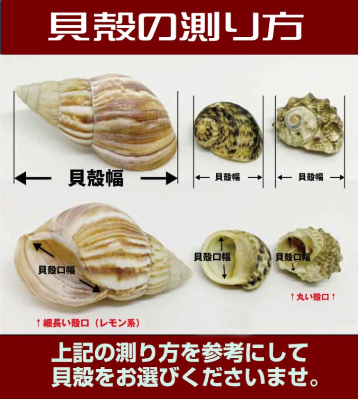 白い貝殻のオカヤドカリ 貝殻幅約2-2.5cm【イメージ】 | 海水魚図鑑