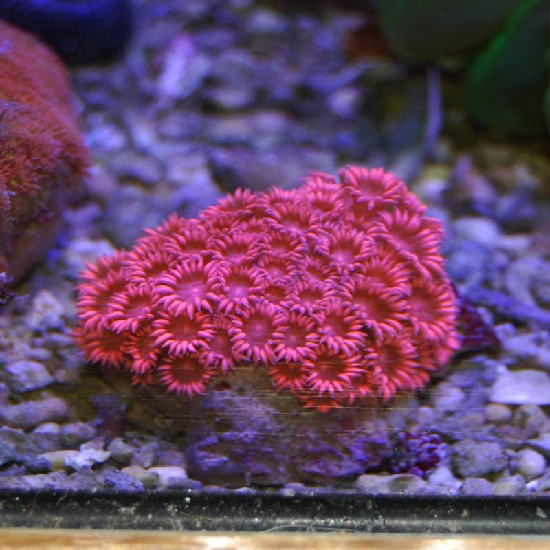 ハナガササンゴ レッド【インドネシア産】 | 海水魚図鑑（過去入荷
