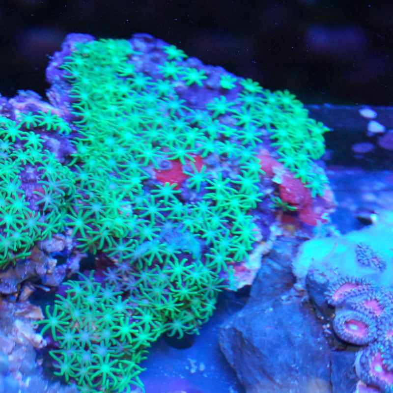 スターポリプ大