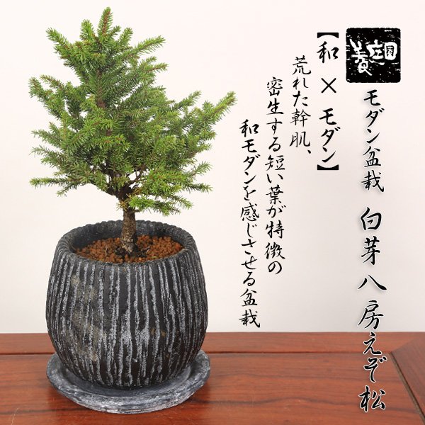 盆栽：ﾓﾀﾞﾝ盆栽 白芽八房えぞ松*＜縞模様ｲﾝﾃﾘｱﾓﾀﾞﾝ鉢受け皿付き