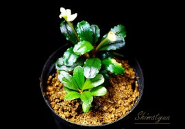一点物 Bucephalandra sp. Theia Purple 大株 2020.10 No.57 | 水草