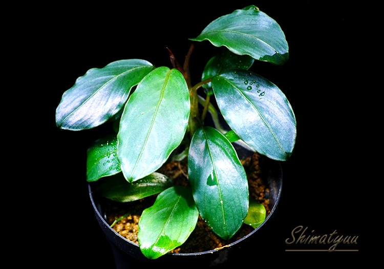 一点物 Bucephalandra sp. Blue Melon 大株 2020.10 No.48 | 水草
