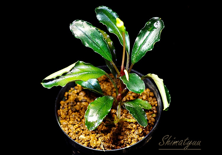 ☆ブセファランドラ sp. ブラックダイヤモンド☆ Bucephalandra sp