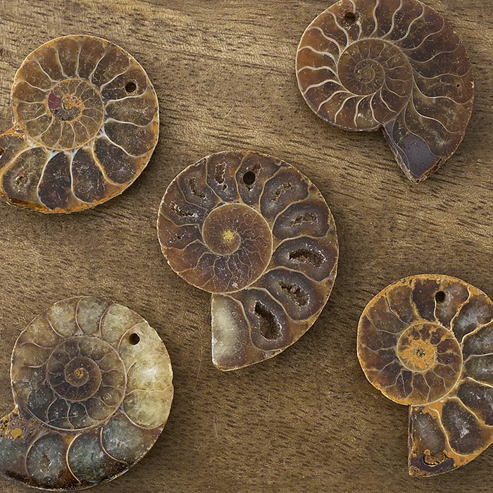 小物1 アンモナイトの化石 小物1 アンモナイト化石 赤褐色 小物1