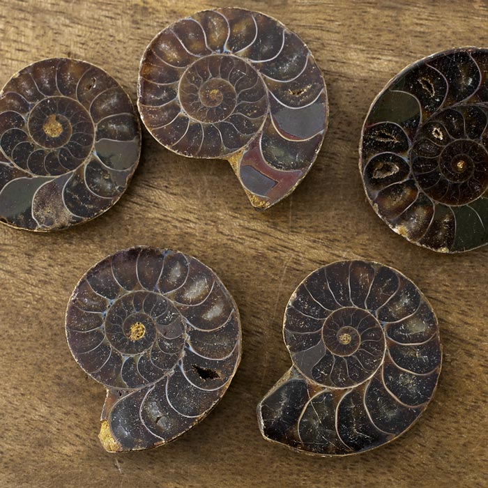 在庫限り】アンモナイト（化石）横穴 右回り/ブラック L | ・天然石