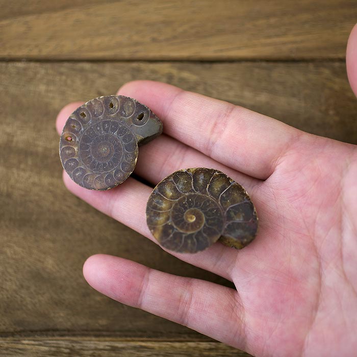 アンモナイト 化石 アンモナイトの化石 ベルギーで入手 a010-420(yh