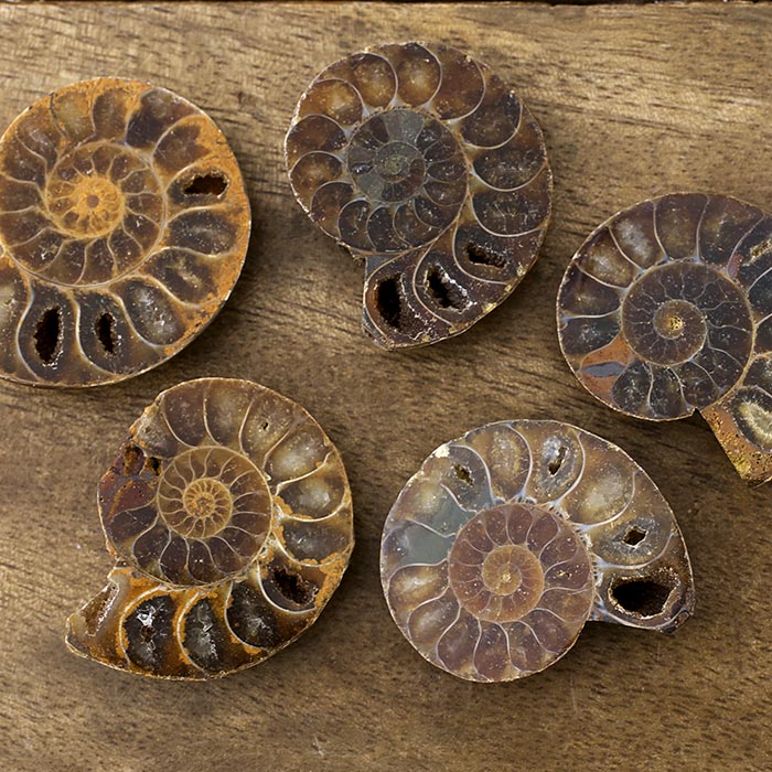 在庫限り】天然石/アンモナイト（化石）横穴 右回り/アウトレット