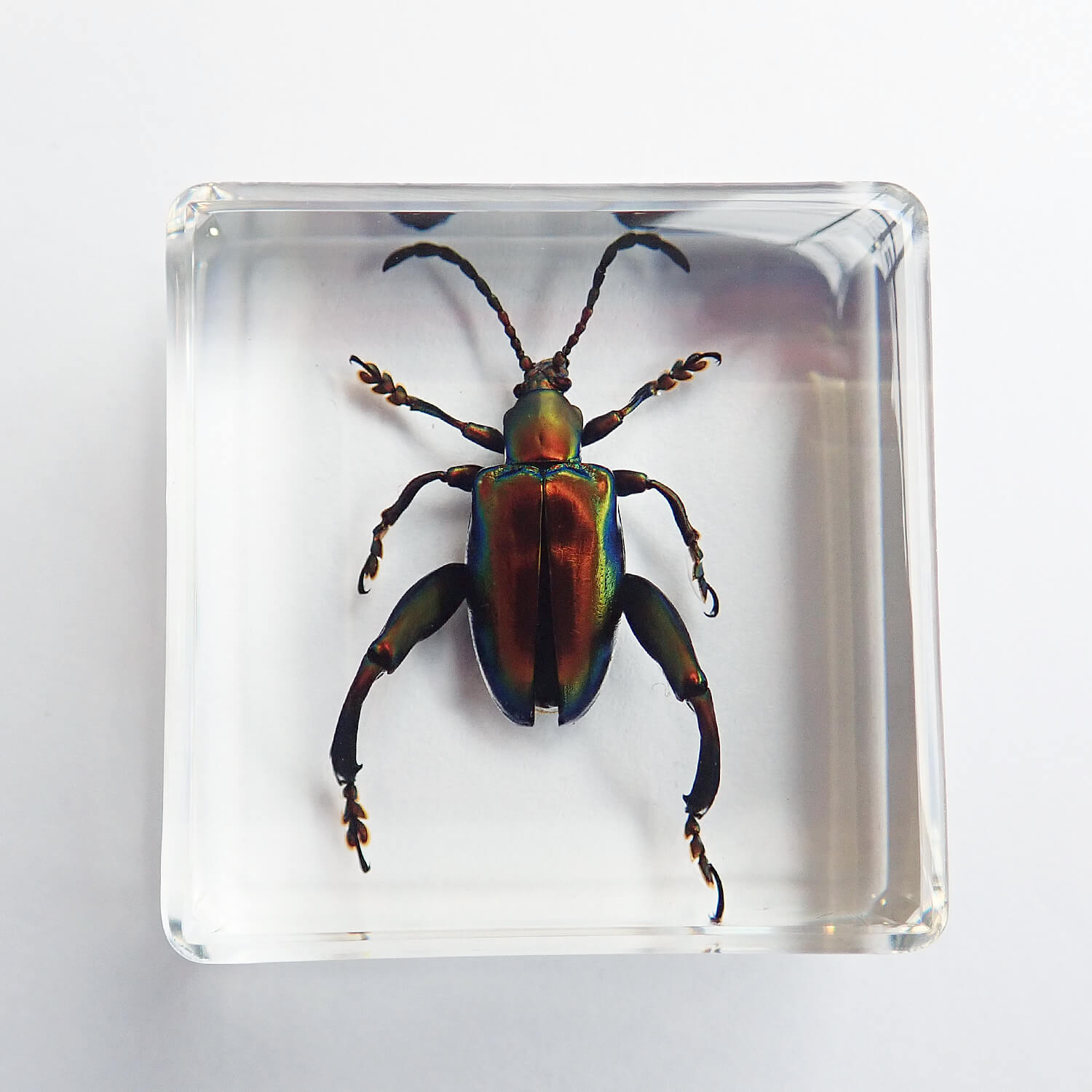 昆虫食 樹脂標本 Sagra femorata（フェモラータオオモモブトハムシ