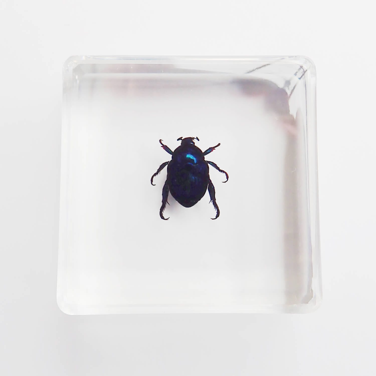 昆虫食 樹脂標本 Blue Cockchafer（コガネムシ） | 昆虫食(標本)の通販