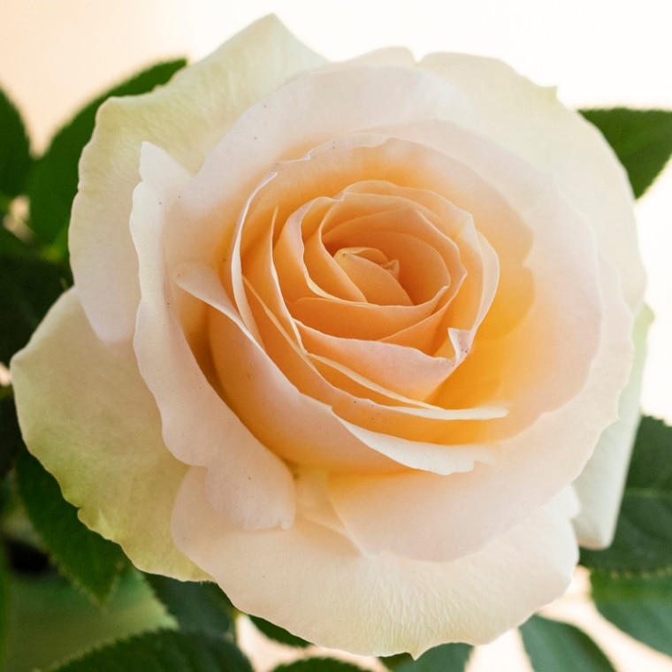 PP-「P」 4枚セット バラ売り可 概要欄 PP-「P」 4枚セット バラ売り可