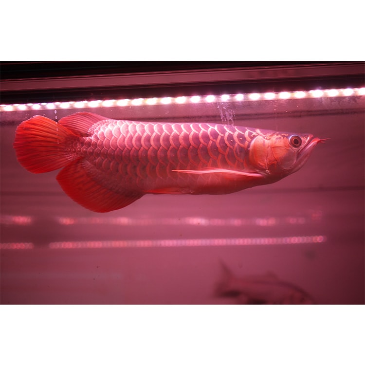 リスター 水中蛍光灯40w 1500水槽 1800水槽 大型水槽 アロワナ 紅龍