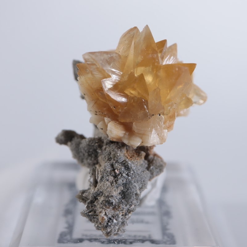 アメリカ産 貝化石カルサイト | 鉱物標本,カ行,カルサイト/方解石