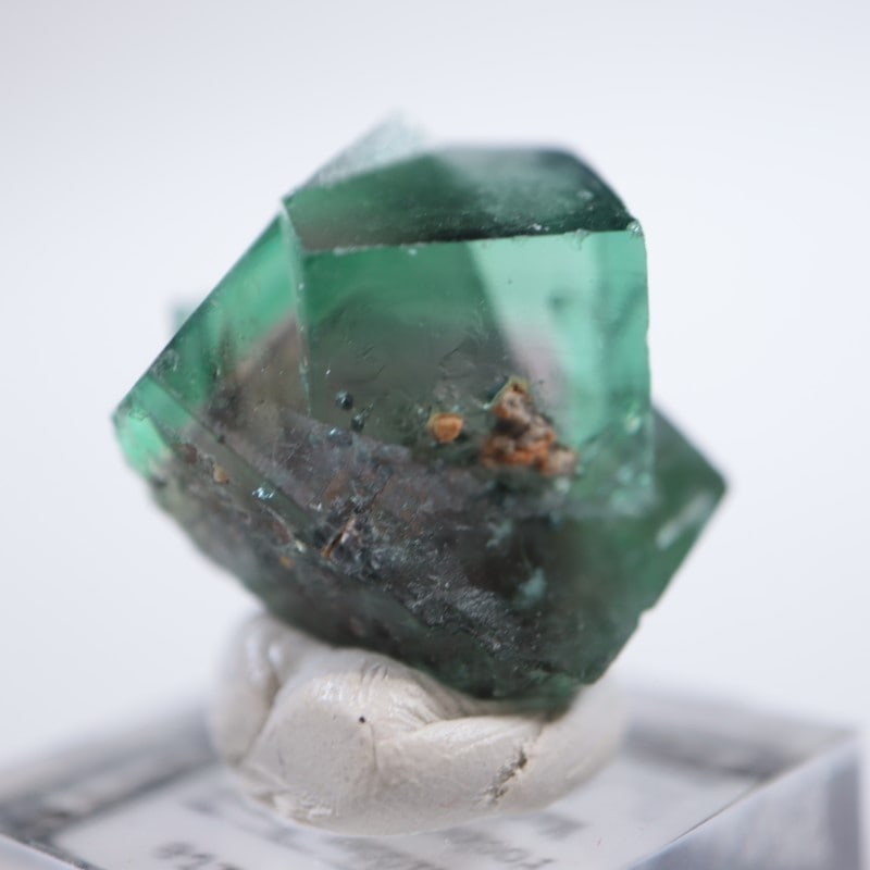 蝶の標本 熱帯の宝石(特珍珍) 【公式通販】