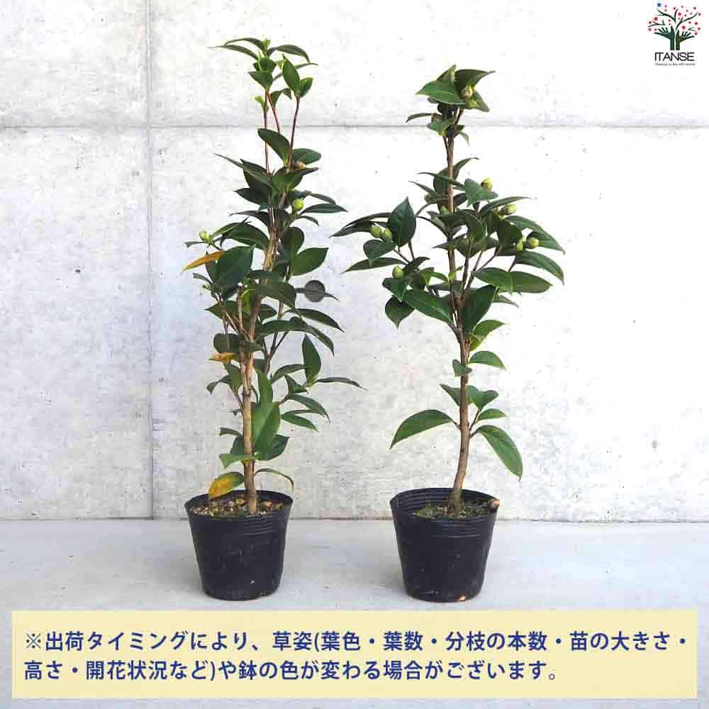 翼苗木