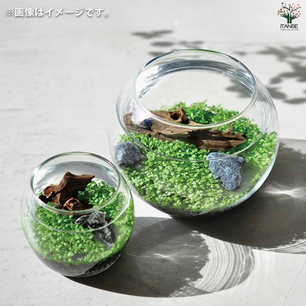 栽培セット 育てる水草 【Sサイズ／1個売り】｜ 【植物のITANSE