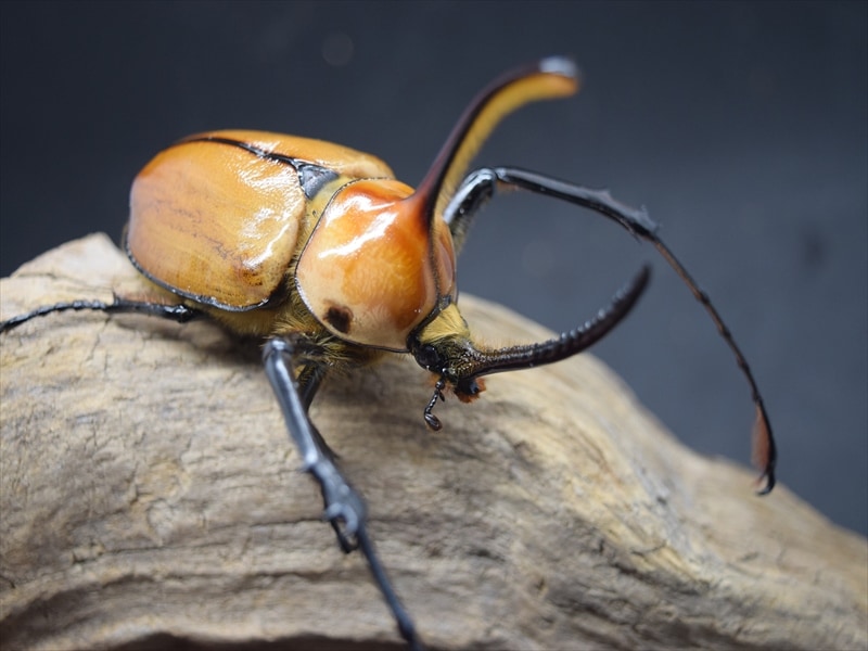 メキシコ産 キシメカタテヅノカブト 35mm メキシコ産 キシメカタテヅノ