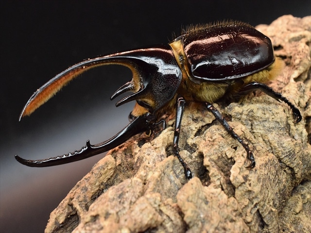 週末限定特価！イイジマゾウカブト♂野外標本 週末限定特価！イイジマ