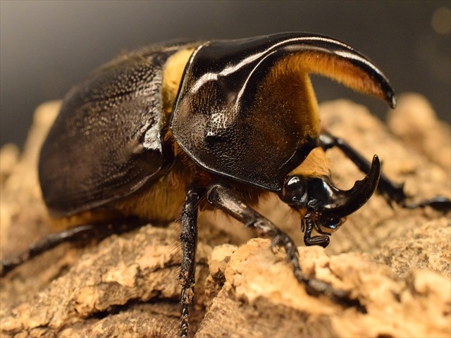 標本 Australia Stigmodera groriosa 18mm Jewel Beetles | Australia