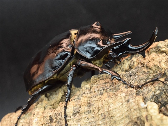 大型ペア】アクティオンゾウカブト（アクタエオンゾウカブト）【新成虫