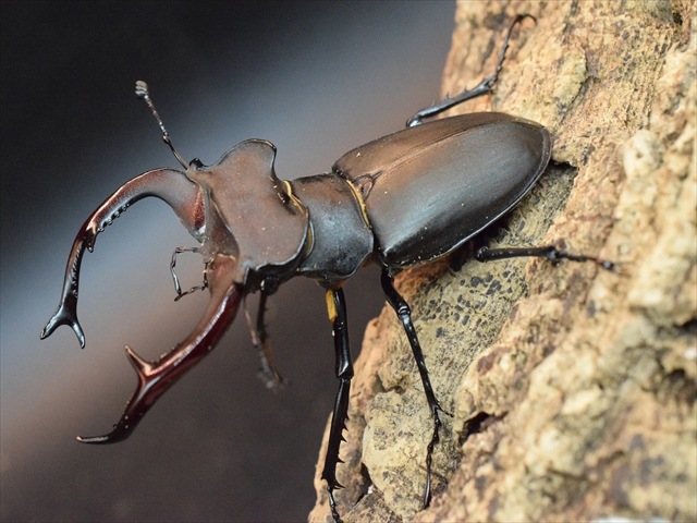 ユダイクスミヤマクワガタ86mmペア | 外国産クワガタ 成虫 | 極