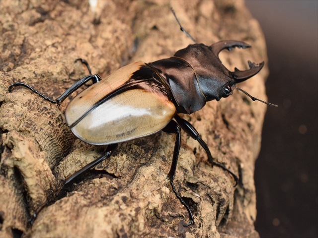 ブルマイスターツヤクワガタ 標本 ペア ブルマイスターツヤクワガタ