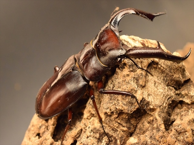 ボルネオ産美麗タマムシ46mm