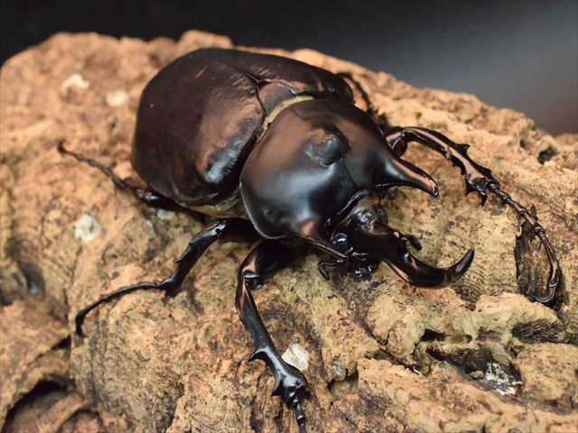 標本】アクティオンゾウカブト フレンチギアナ領産 102.2ミリ 野外品