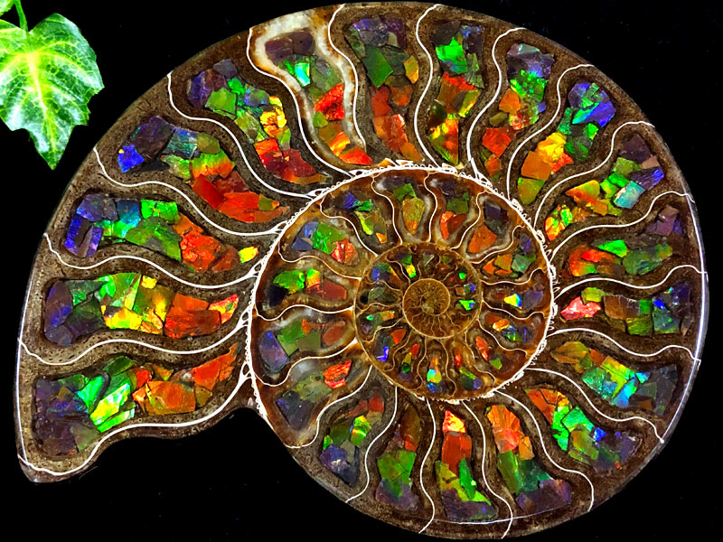 アンモライト化石 天然石 虹色 マダガスカル産 石標本 超大型 【公式通販】