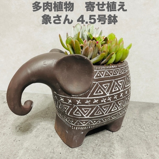 春暉瓢口楕円鉢 多肉植物鉢 紫砂鉢 盆栽鉢 植木鉢 小品盆栽鉢 大品盆栽