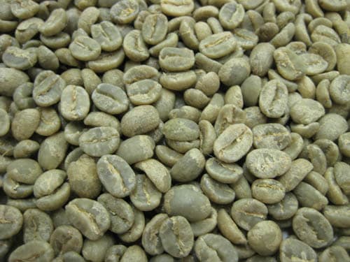 送料無料】 コーヒー生豆 タンザニア AA キボー 5kg【生豆】 | 生豆