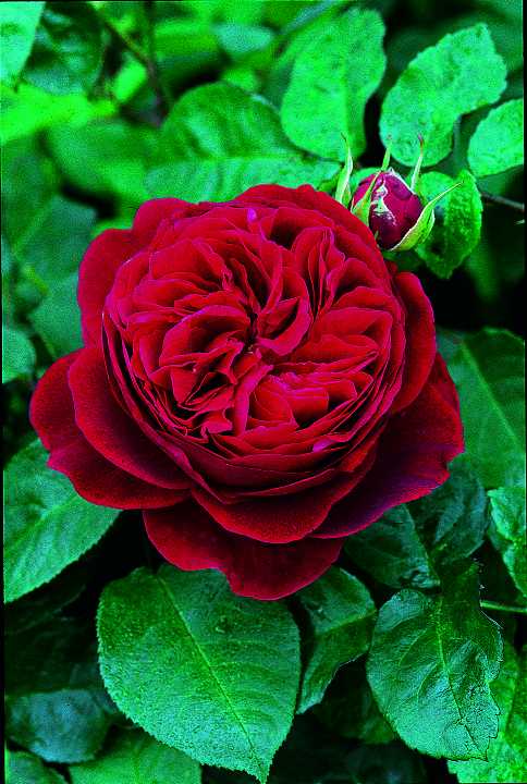 L.D.ブレスウエイト（大苗）7号鉢植え バラ苗 《農林水産省 登録品種