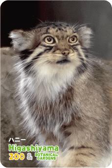 ZOO パネルマグネット-049 ハニー（マヌルネコ）※全身ver | 東山動