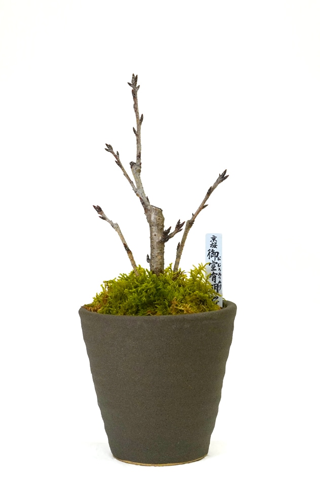 大特価‼️ 最終値下げ‼️ 最高級 盆栽鉢‼️ 先代 東福寺‼️引き取り限定