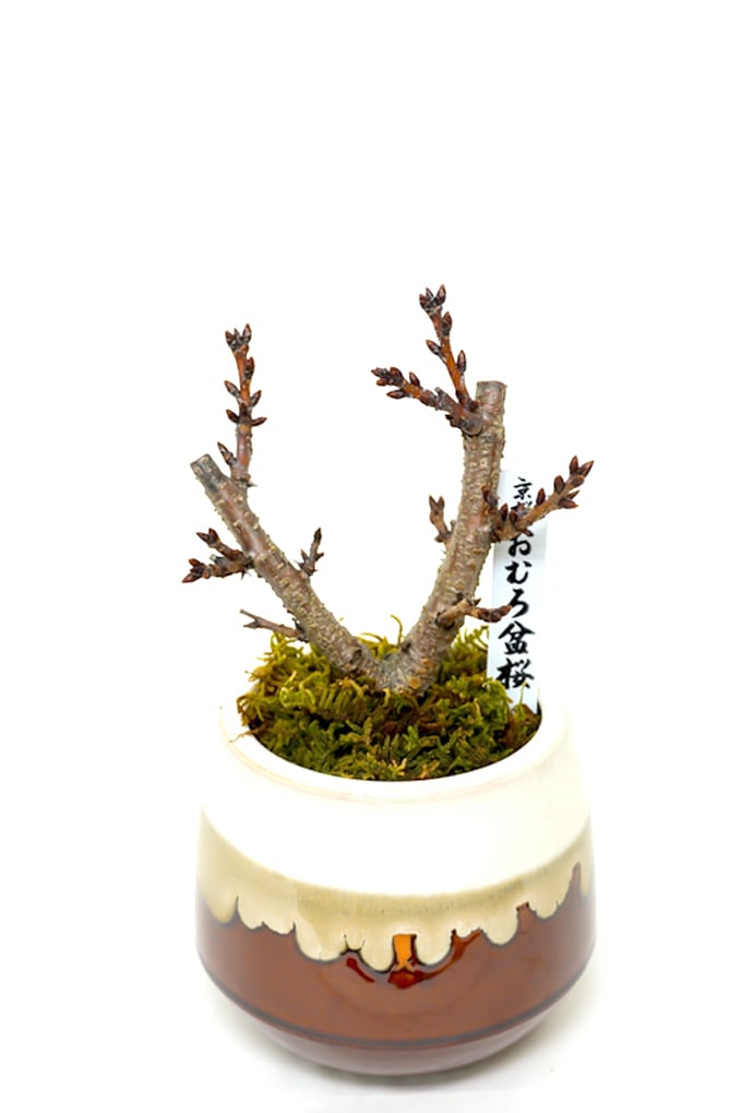 嵐山 楕円 カゴ 盆栽鉢 bh22042210.jpg 嵐山 楕円 カゴ 盆栽鉢