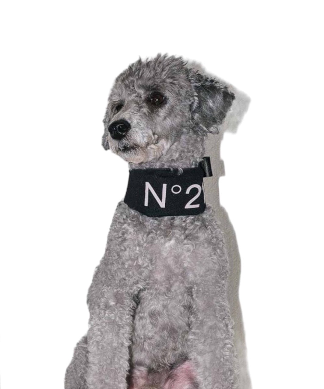 N21° ペギオン ドッグウェア 【公式通販】